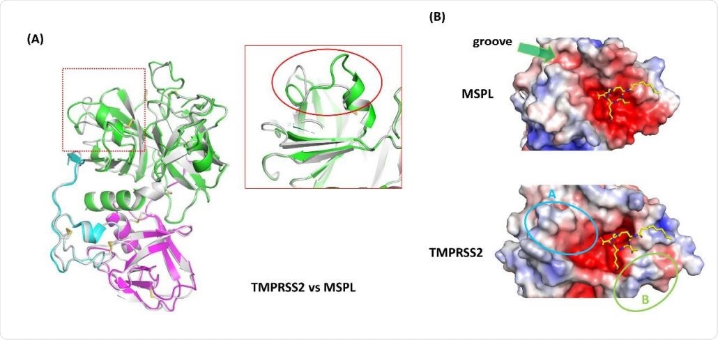 Homology model analysis of TMPRSS2. (A) A homology model of TMPRSS2 (gray ribbon) was built using MSPL as a template. Superposed analysis revealed a large structural difference at β12-β13 loop region (red rectangle). (B) Electrostatic surface potential of MSPL and TMPRSS2 SPD. MSPL has a narrow groove that fits with the downstream peptide chain (green arrow). In TMPRSS2, the groove was widened and the peptide binding site become a bowl-shaped (cyan oval A). A positively-charged area derived from Lys225 is indicated in green oval B. The potential map is colored by from red (-5kT/e) to blue (+5kT/e).
