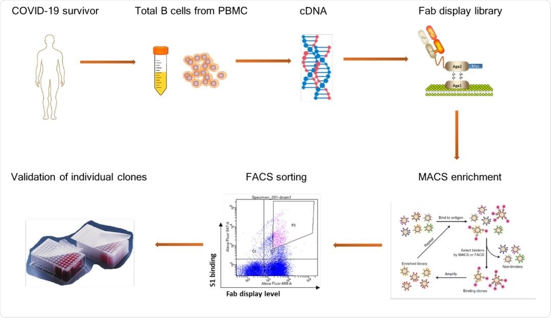 A schematic diagram showing the workflow of neutralizing antibody discovery