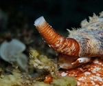 Cone snail venom produces new type of insulin