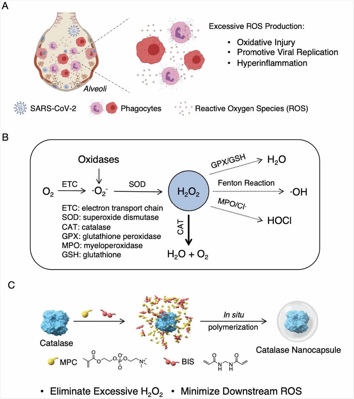 Proposed mechanism of action and synthesis of catalase nanocapsules. (A) A schematic illustrating that an elevated level of ROS causes oxidative injury, promotes viral replication, and triggers cytokine storm syndrome in COVID-19 patients. (B) The reaction pathways of ROS, suggesting that eliminating H2O2 is the key to minimizing the formation of downstream ROS. (C) The synthesis of catalase nanocapsules by in situ polymerization of MPC and BIS around individual catalase molecules exhibiting improved stability and circulation half life.