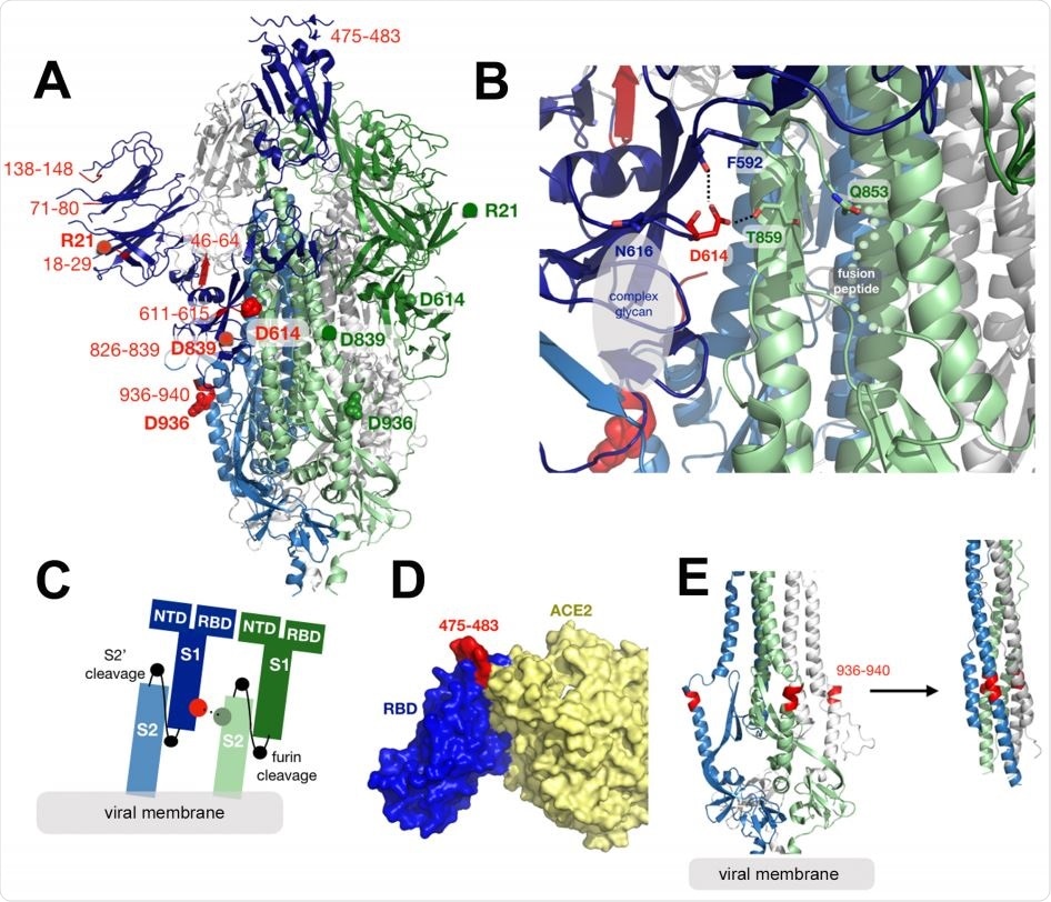 Structural mapping of amino acid changes and clusters of variation in the Spike protein.