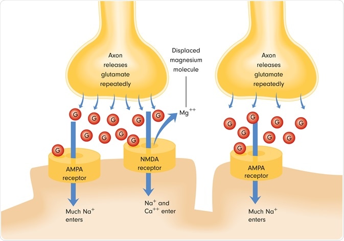 NMDA receptor