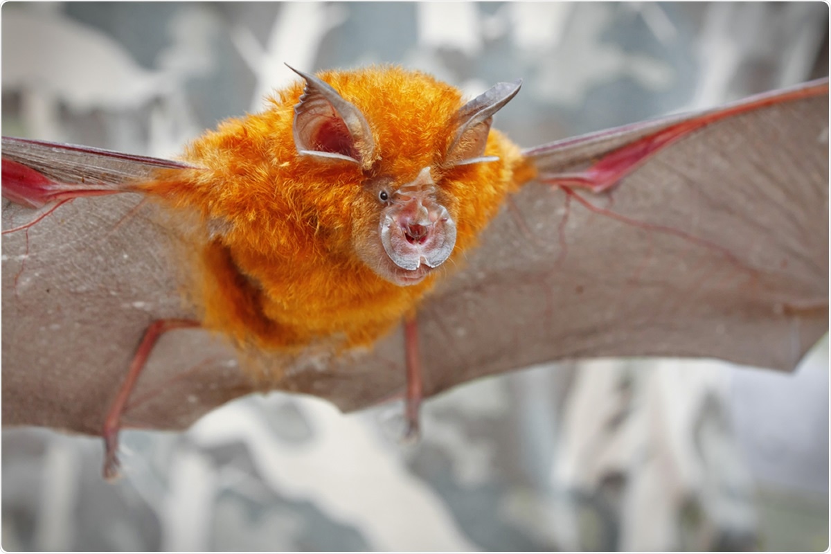Intermediate Horseshoe Bat (Rhinolophus affinis). Image Credit: Binturong-tonoscarpe / Shutterstock