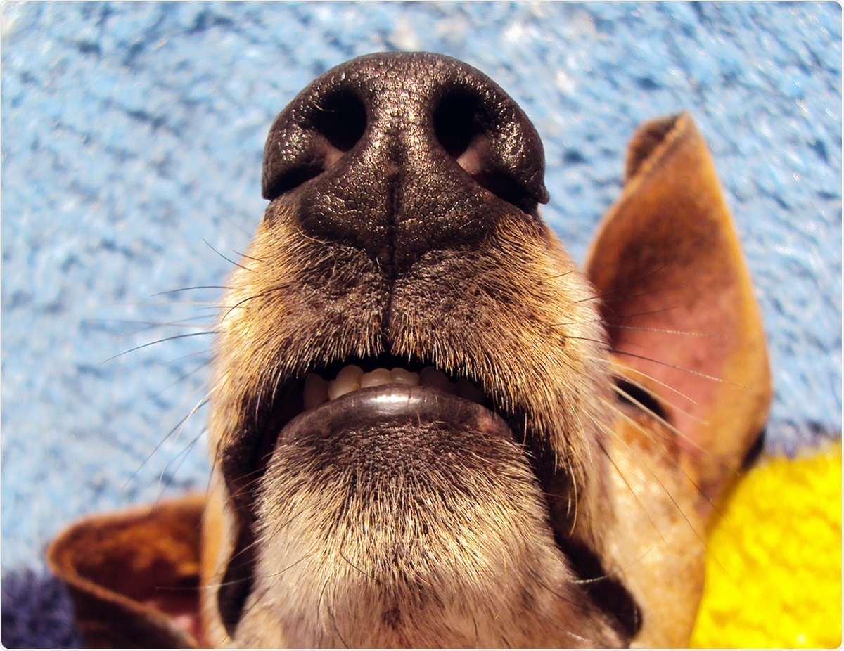 Study: Scent dog identification of samples from COVID-19 patients – a pilot study. Image Credit: Horus2017 / Shutterstock