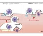 An important SARS-CoV-2 enzyme is responsible for low in vivo antiviral efficacy of hydroxychloroquine