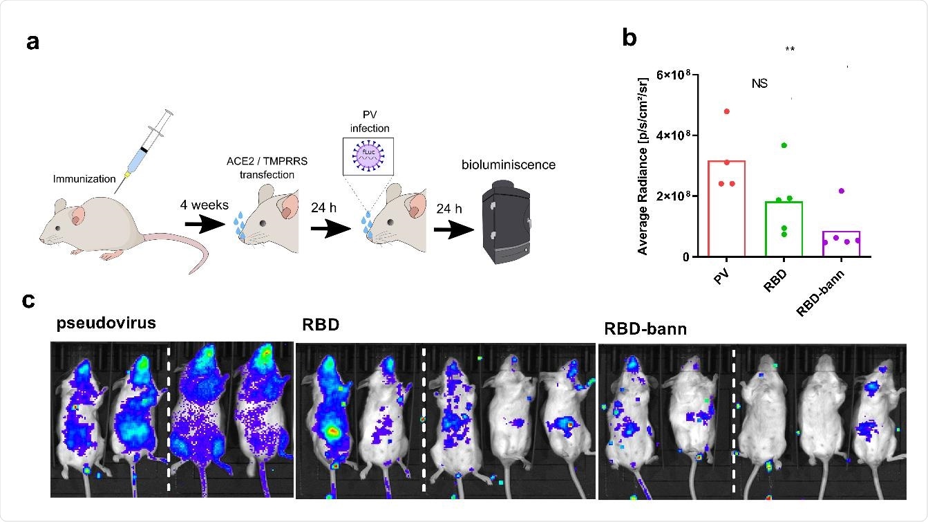 Protection of pseudoviral infection by DNA plasmid immunization in a mouse model. Mice were immunized by two injections of plasmids separated by two weeks. After one month hACE2 and TMPRRS was introduced by intranasal plasmid transfection followed by intranasal infection with SARS_CoV-2 S-typed virus (PV). Luminescence based on pseudovirus intranasal infection was measured after 24 hrs (A). Bioluminescence imaging revealing the protective state of immunized animals against pseudovirus infection in animals. Subsequent quantification of bioluminescence average radiance was carried out (B, C). Dashed line represent merging of pictures of mice from the same test group taken separately. Each dot represents an individual animal (pcDNA3