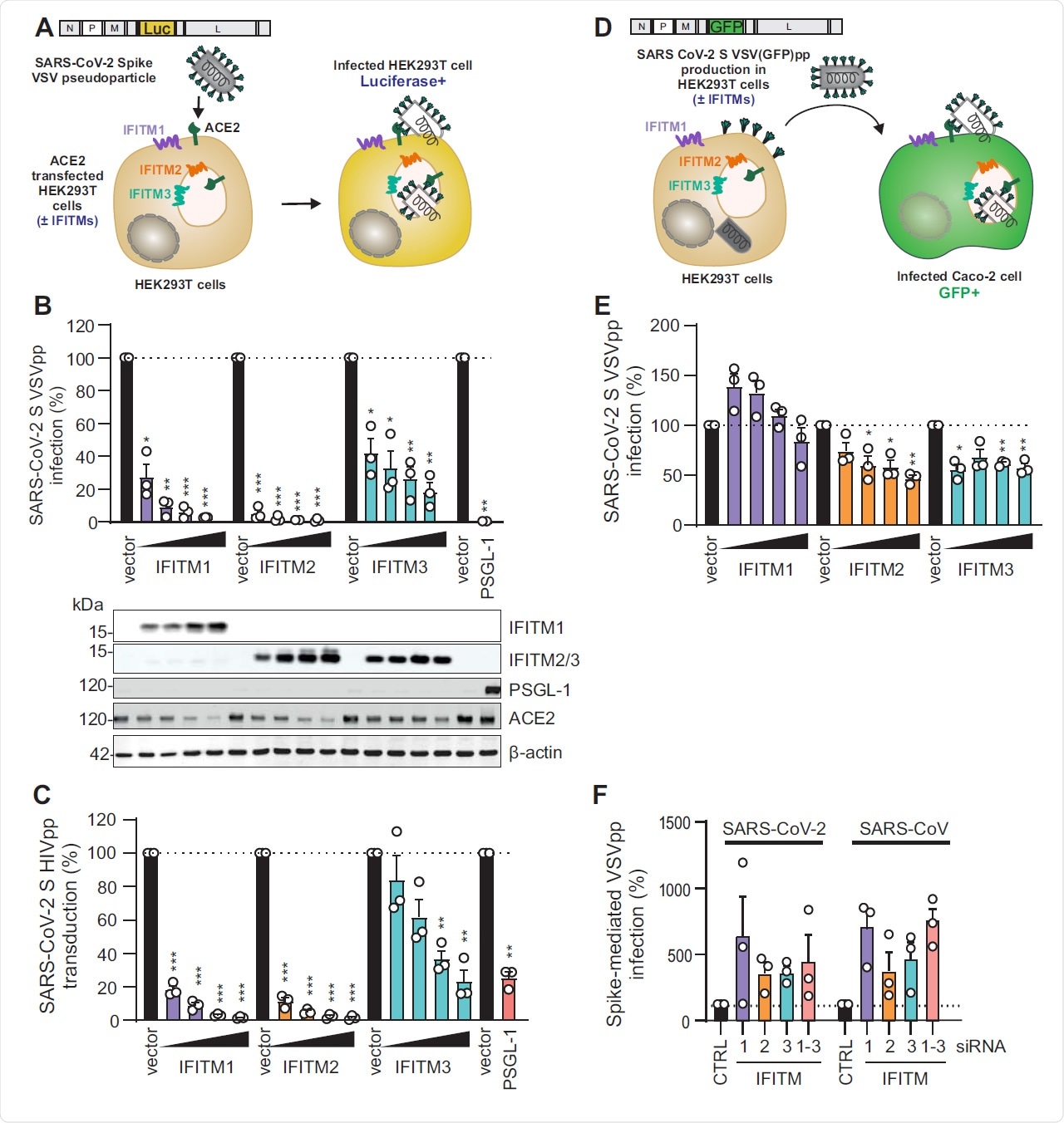 Figure S1 (related to Figure 1). VSV-G-mediated infection by VSVpp is not significantly inhibited by IFITM proteins. (A) Quantification of VSV(luc)ΔG*VSV-G entry by luciferase activity in HEK293T cells transiently expressing indicated proteins and infected 24h post transfection with VSV(luc) ΔG*VSV-G (MOI 0.025) for 16 h. Bars represent means of