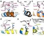 Coronacept - A trap-and-destroy molecule against SARS-CoV-2