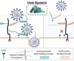 Human microbiome trims mucosal glycans, influencing SARS-CoV-2 infection
