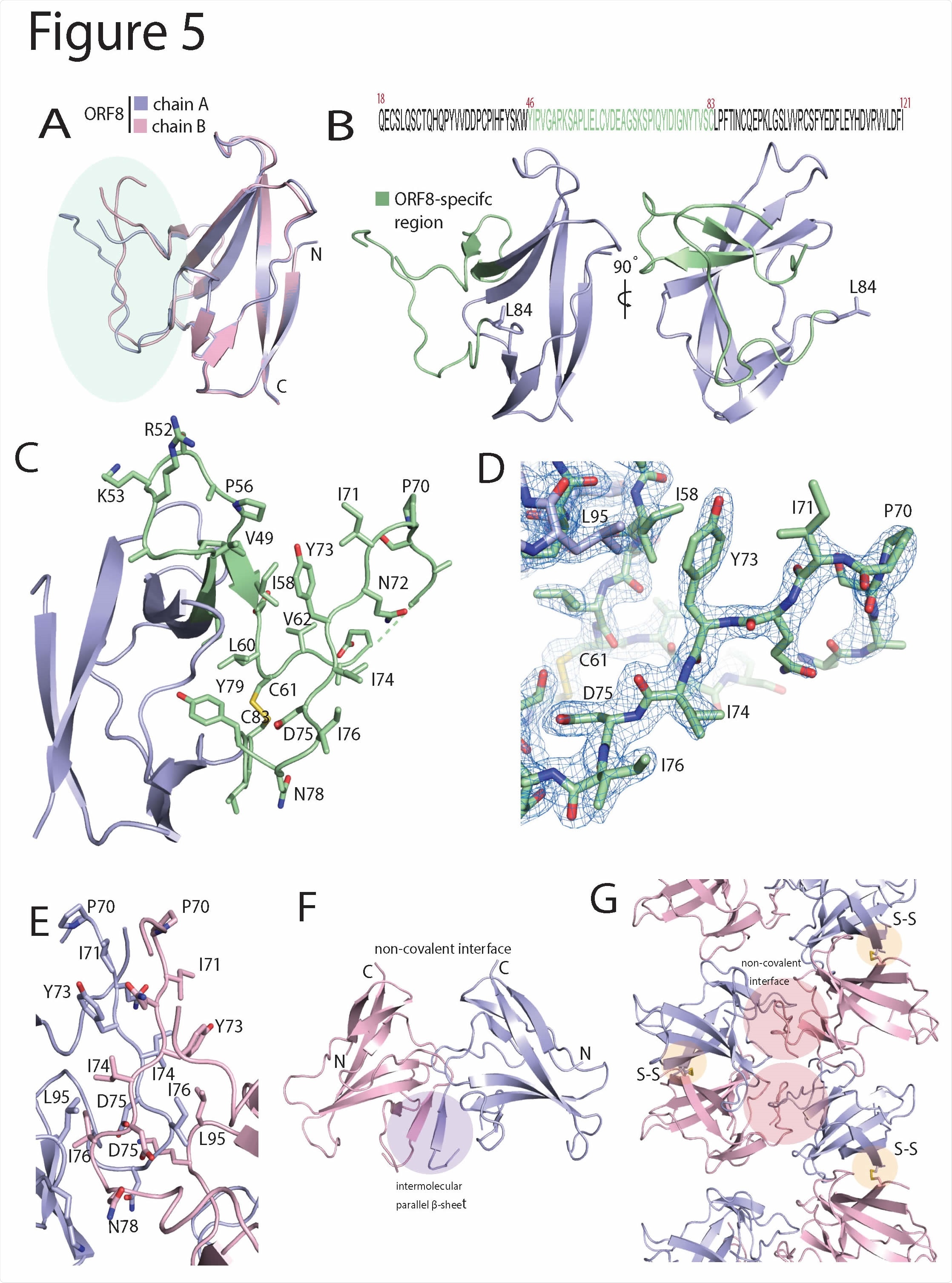 SARS-CoV-2 ORF8 contains a large, unstructured insertion. (A) Structural alignment of ORF8 chain A and B of the disulfide-linked dimer. The region corresponding to the ORF8- specific region is highlighted in green. (B) Primary sequence of the SARS-CoV-2 ORF8 construct used in this study is shown top panel. The ORF8-specific region is highlighted in green. Below is a cartoon representation of the monomer with the ORF8-specific region colored green. (C) A closeup of the ORF8-specific region is annotated. Notable residues are shown as sticks and labeled accordingly. (D) Stick representation of the insertion with 2Fo-Fc electron density map. The map is contoured at 2σ and represented as a blue mesh. (E) The crystallographic contact between ORF8 chain A and B form a non-covalent interface highlighted by an extensive array of hydrophobic residues. The residues are annotated and shown in stick form. (F) The non-covalent interface between ORF8 chain A and B forms a short, parallel β-sheet (G) Cartoon representation of alternating covalent disulfide and non-covalent interfaces in the ORF8 crystal lattice.