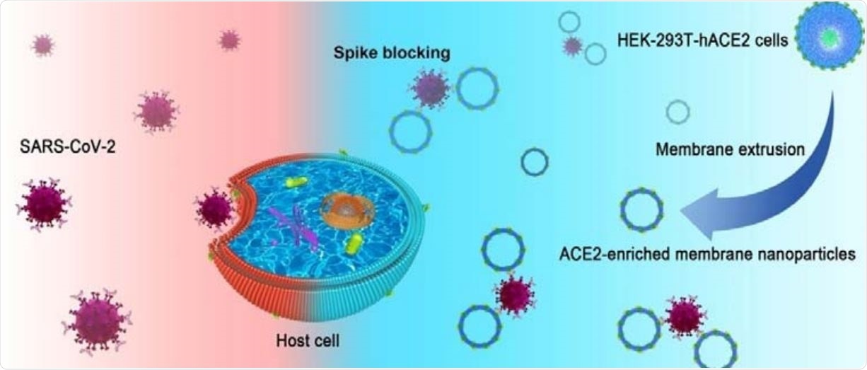 Diagrammatic drawing depicting the preparation and function of HEK-293T-hACE2 NPs.