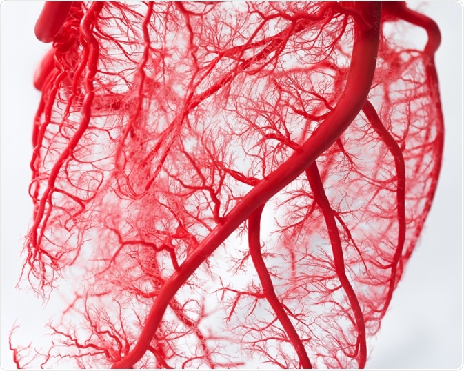 Blood Vessels