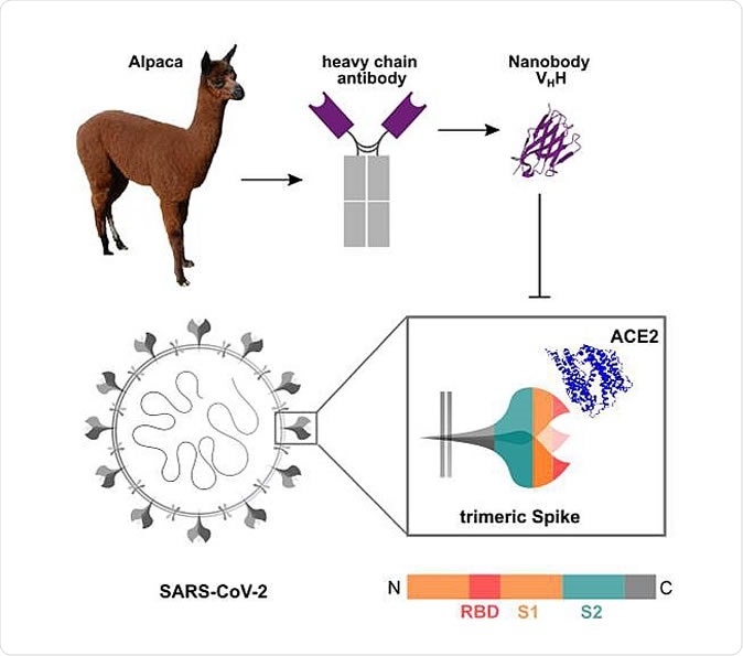 Schematic depiction of the generation of Nbs blocking the SARS-CoV-2 RBD:ACE2 interaction site Nanobodies (Nbs) are genetically engineered from heavy chain only antibodies of alpacas. The interaction between the SARS-CoV-2 homotrimeric Spike protein and ACE2 can be blocked by RBD-specific Nbs. Protein structures adapted from PDB 3OGO (Nb) and 6CS2 (ACE2).