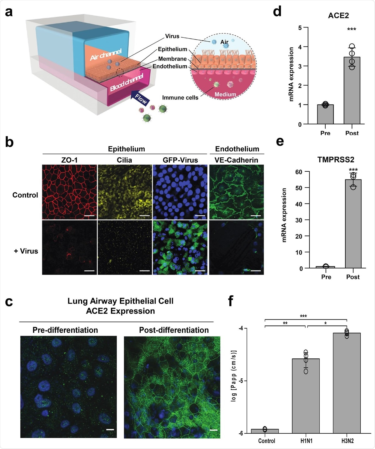 Characterization of the human Airway Chip and its infection with influenza virus. (a) Schematic diagram of a cross-section through the Airway Chip. (b) Immunofluorescence micrographs showing the distribution of ZO1-containing tight junctions and cilia in the epithelium and VE-cadherin-containing adherens junctions in the endothelium of the Airway Chip in the absence (Control) or presence (+ Virus) of infection with GFP-labeled influenza PR8 (H1N1) virus (MOI = 0.1) for 48 h (blue, DAPI-stained nuclei; bar, 50 μm). (c-e) Immunofluorescence micrographs showing the expression of ACE2 receptor (c) and fold changes in mRNA levels of ACE2 (d) and TMPRSS2 (e) in the well-differentiated primary human lung airway epithelim on-chip (Post) versus the same cells prior to differentiation (Pre). (f) Increase in barrier permeability as measured by apparent permeability (log Papp) within the human Airway 931 chip 48 h post-infection with PR8 (H1N1) or HK/68 (H3N2) virus (MOI = 0.1) compared to no infection (Control).