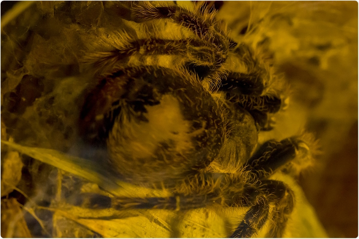 The Pinkfoot Goliath Tarantula is one of the largest spiders in the world. Image Credit: PURIPAT PENPUN / Shutterstock