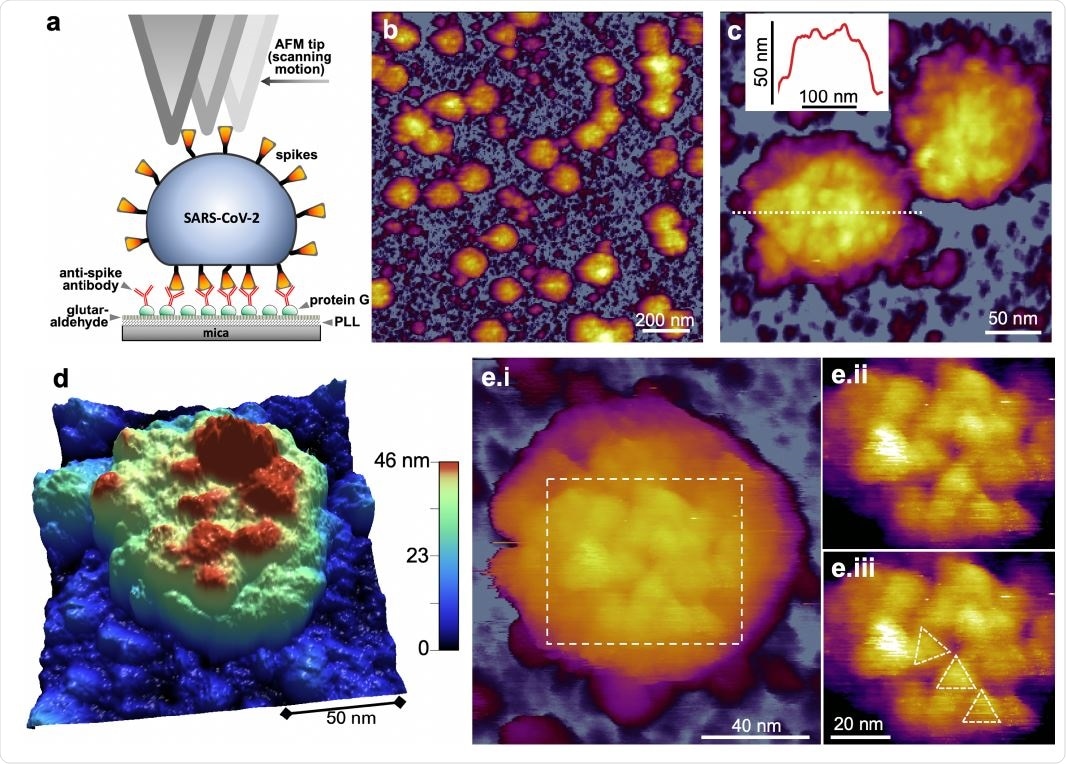 Topographical structure of SARS-CoV-2 virions treated with 5 % glutaraldehyde for structural preservation. a. Schematics of scanning substrate-surface-bound virions with the AFM tip. PLL: pol-L-lysine. b. AFM image of an overview (1.5 x 1.5 μm) sample area. c. Zoomed-in AFM image of SARS-CoV-2 virions. The virion surfaces are covered with protrusions that correspond to spikes (S protein trimers). Inset, topographical profile plot measured along the center of one of the virions (dotted line). The profile plot reveals a rugged surface. d. 3D-rendered image of a SARS-CoV-2 virion. A somewhat flattened virion is observed, pointing at a global flexibility of the virion. e. High-resolution AFM image of a SARS-CoV-2 virion displaying axial view of S trimers. i. AFM image of the entire virion. ii. Enlarged and contrast-enhanced image of the rectangular area. iii. The same AFM image with overlaid triangles indicating S trimer orientation. The spikes apparently display translational, rotational and flexural disorder owing to their flexibility.