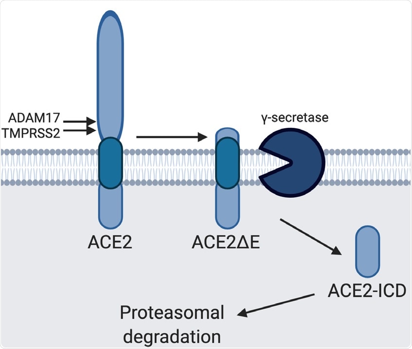 Model of ACE2 cleavage. Model showing the sequential processing of full length ACE2 by ADAM17/TMPRSS2 and γS, rendering ACE2ΔE and ACE2-ICD, respectively. ACE2-ICD is then rapidly degraded in the proteasome.