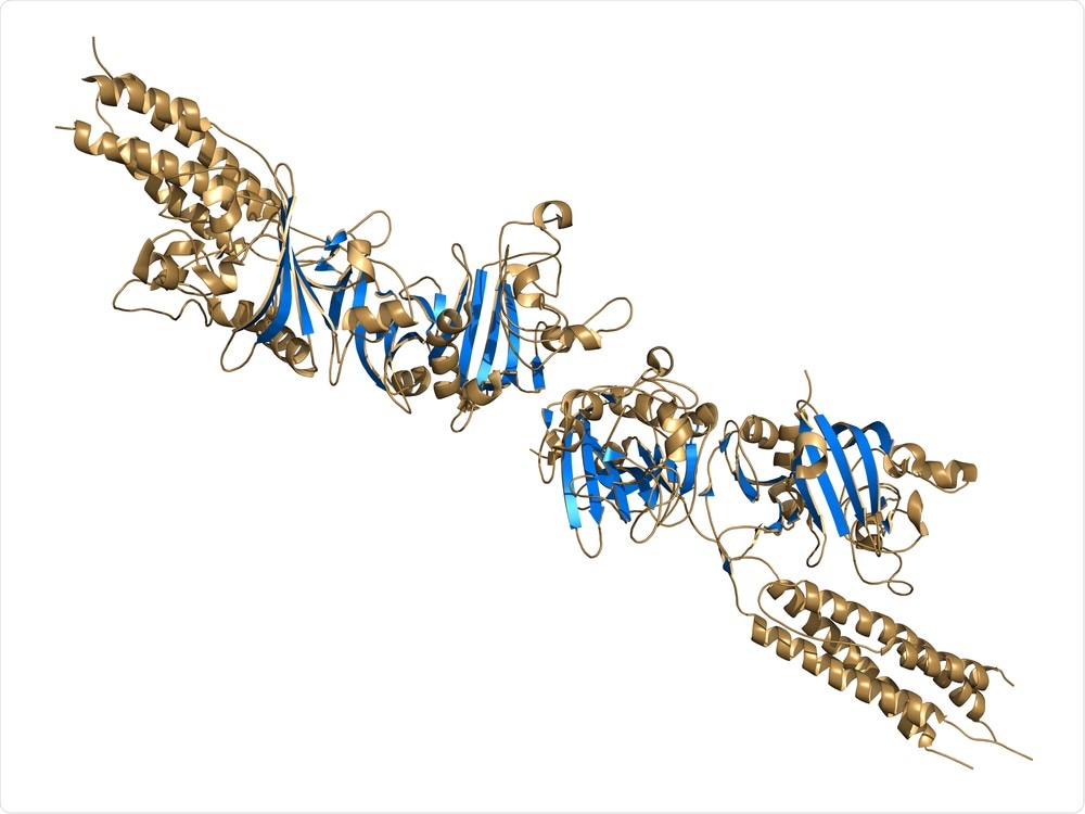 D-dimer fibrin degradation product, chemical structure. When found in the blood, D-dimers are indicative of the presence of blood clots (thrombosis). Image Credit: StudioMolekuul / Shutterstock