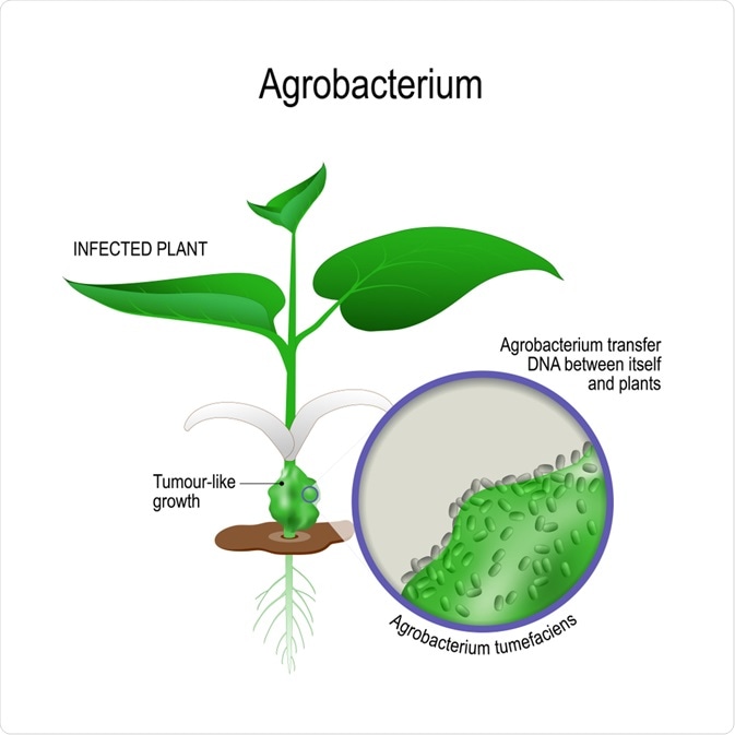 Agrobacterium