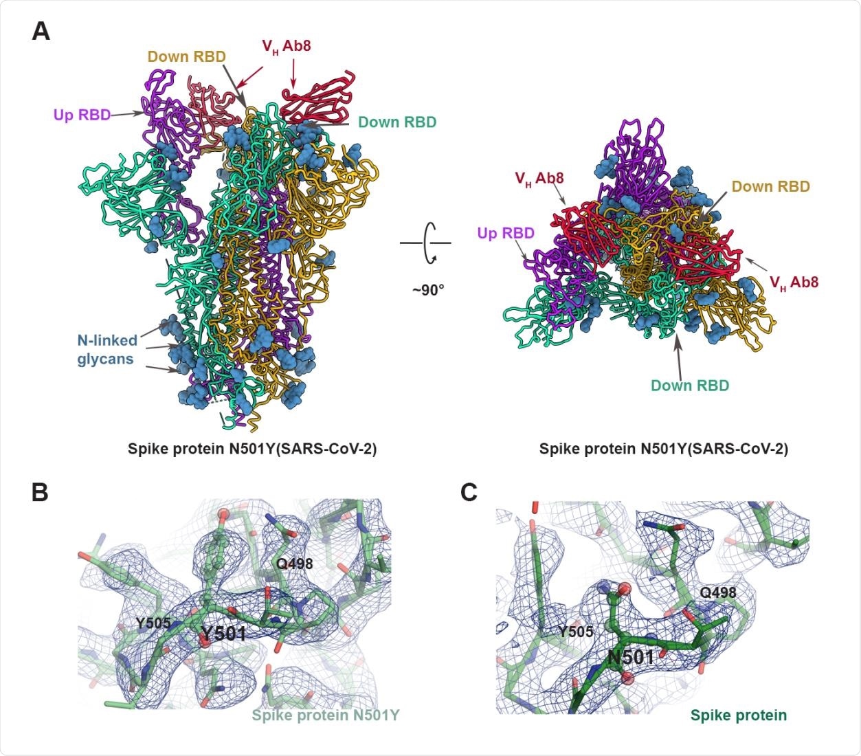 Structure of VH ab8 bound to spike protein trimer N501Y mutant. (A) Atomic model for the structures of the complex of VH ab8 with the N501Y mutant spike protein ectodomain. The structure has two RBDs in the down position with well-resolved densities for the bound VH ab8, with the third RBD in the up position, and poorly resolved VH ab8 density. (B, C) Views of the density map in the region near 501 for the N501Y mutant spike protein ectodomain (B) and the unmutated form (C).