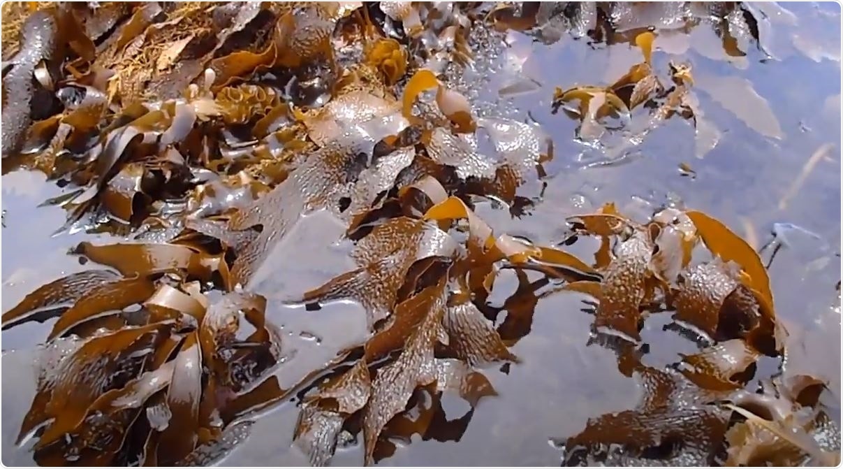 Ecklonia kurome. Image Credit: bukuromori / https://www.youtube.com/watch?v=S4EHtq7FmX0