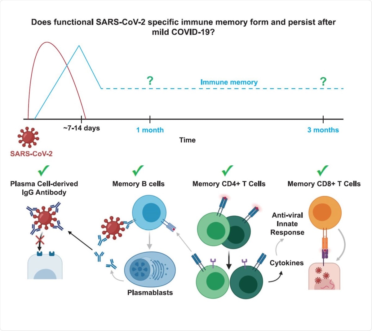 Study: Functional SARS-CoV-2-Specific Immune Memory Persists after Mild COVID-19. Image Credit: Graphical Abstract / Cell Journal