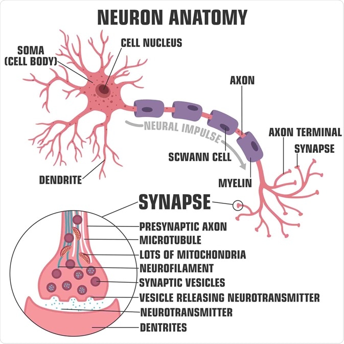 neuron