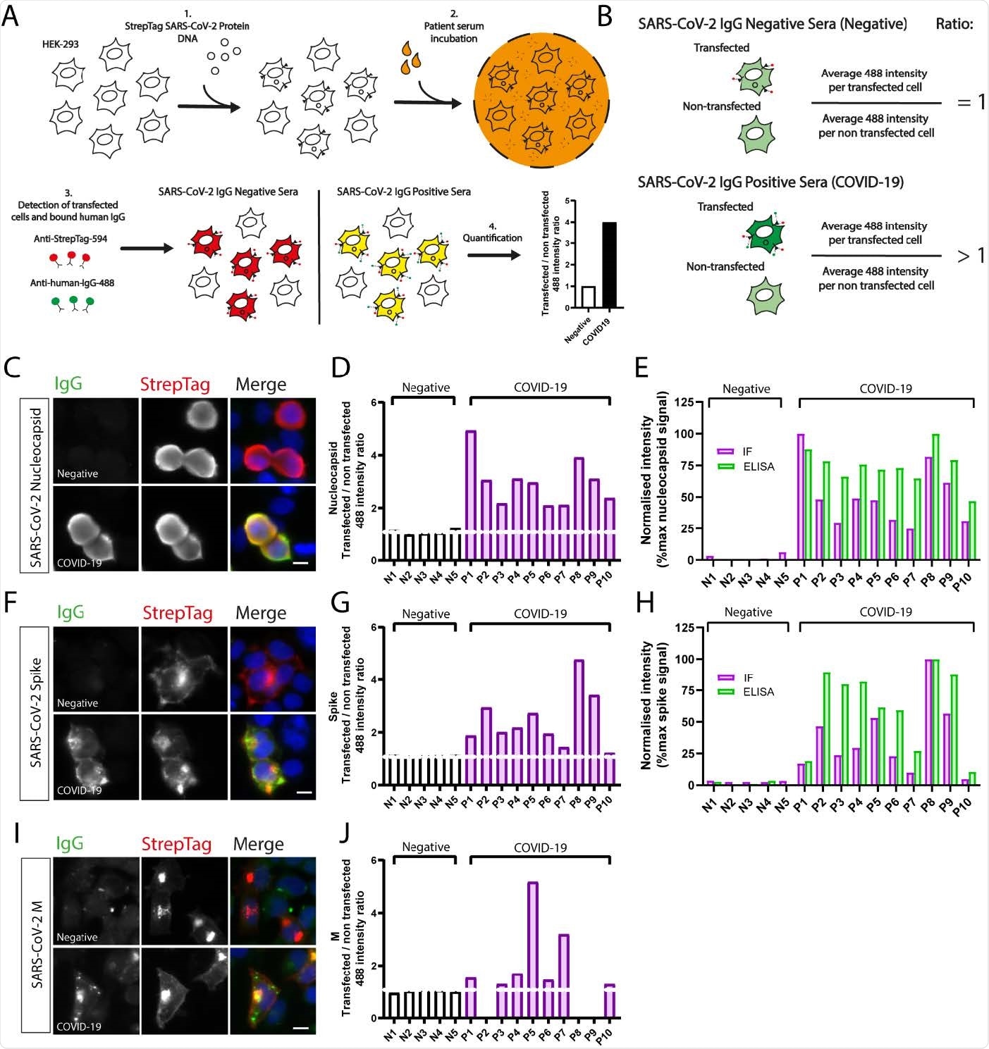 Decreasing the number of transfected cells improves 488-intensity ratios. (A) Representative images of StrepTagged SARS-CoV-2 nucleocapsid transfected cells imaged at different ratios of transfected to non-transfected cells. Serum samples with strong (A09), intermediate (C01) and weak (C08) SARS-CoV-2 nucleocapsid IgG responses were selected. Transfected cells plated at 100% confluency were split at the indicated dilutions, fixed, incubated with patient sera and processed for immunofluorescence as described. (B) Automated quantification of 488 intensity ratios for COVID19 serum samples A09, C01 and C08 and the COVID19 negative serum sample D06. Decreasing cell density increases the IgG ratio for strong, intermediate and weak COVID-19 positive samples.