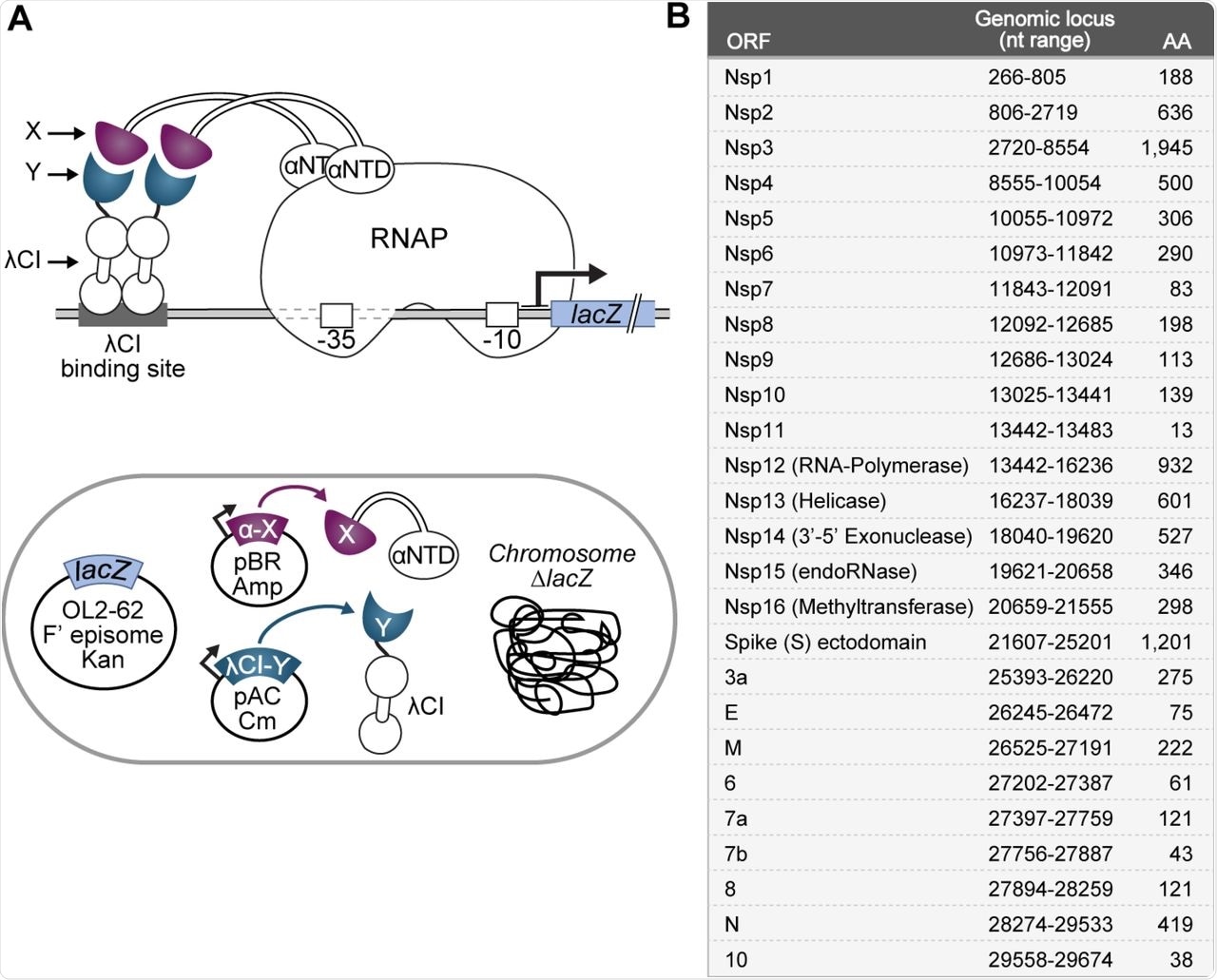 Bacterial two-hybrid assay used to study the SARS-CoV-2 interactome. (A) (top) Schematic depiction of the employed transcription-based bacterial two-hybrid system. Interaction between protein moieties X (purple) and Y (slate blue), which are fused to the N-terminal domain of the α subunit of E. coli RNAP (αNTD) and the λCI protein, respectively, stabilizes the binding of RNAP to test promoter placOL2-62, thereby activating transcription of the lacZ reporter gene. The test promoter bears the λ operator OL2 centered at position −62 upstream of the transcription start site. (bottom) E. coli cell containing genetic elements that are involved in the bacterial two-hybrid system. The chromosomal lacZ locus is deleted and the test promoter and fused lacZ reporter gene are encoded on an F’ episome. The λCI-Y and αNTD-X fusion proteins are encoded on compatible plasmids and produced under the control of IPTG-inducible promoters. (B) List of all tested SARS-CoV-2 ORFs as predicted by the NCBI reference genome (Accession #: NC_045512.2). The respective nucleotide range for each ORF based on the NCBI reference sequence is indicated, together with the resulting amino acid sequence length. Except for the spike protein, all ORFs were cloned as full-length genes. For spike, we chose to test the interaction of its ectodomain (aa 16-1213) to avoid complications due to its N-terminal signal peptide and C-terminal transmembrane domain.