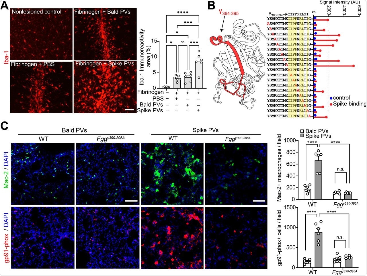 The fibrin γ377–395 cryptic epitope is required for innate immune activation by SARS CoV-2 Spike. (A) Microscopy of brain sections from control or stereotaxic co-injection of fibrinogen with PBS, BALD, or Spike PVs, showing Iba-1 immunoreactivity. Scale bar, 50 µm. Data are from n = 6 mice per group (mean ± s.e.m.). *P < 0.05, ***P < 0.001, ****P < 0.0001 (one-way ANOVA with Tukey’s multiple comparisons test). n.s., not significant. (B) Structural map of the carboxyl-terminal γ-chain (white) showing the mapped Spike-binding epitope γ364-395 (red). Alanine scanning mutagenesis of peptide γ377-395 blotted with His-tagged Spike protein. Signal intensity bar graph of the binding of Spike to sequential Ala substituted peptides (red). Residues with low signal intensity upon Ala substitution required for binding are highlighted yellow. (C) Microscopy of lung sections from WT and Fggγ390-396A mice 24 h after injection of BALD or Spike PVs showing immunoreactivity for Mac-2 and gp91-phox. Scale bars, 50 μm. Data are from n = 6 mice per group (mean ± s.e.m.). ***P < 0.001, ****P < 0.0001 (two-way ANOVA with Tukey’s multiple comparisons test).