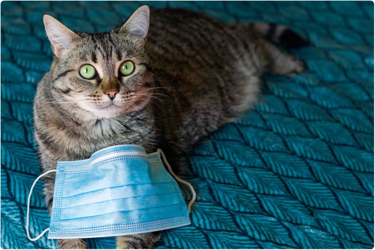 Study: ARS-CoV-2–Specific Antibodies in Domestic Cats during First COVID-19 Wave, Europe. Image Credit: TanyaPhOtOgraf/ Shutterstock