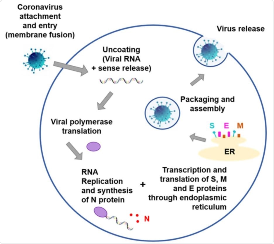 General human pathogenic coronavirus replication. Attachment and entry through S protein binding to specific host receptor. Positive sense viral RNA released and polymerase is translated. Viral RNA is replicated and nucleocapsid (N) structural protein is synthesized in the cytoplasm, and S protein, membrane (M) and envelope (E) are transcribed/translated in the endoplasmic reticulum (ER) and transported to the Golgi. Viral components are packed and assembly in a mature virion structure that is then released