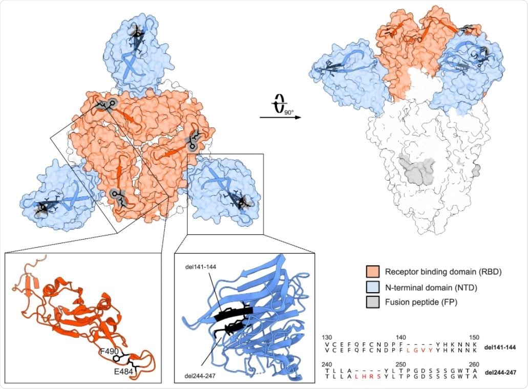 The spike structure (PDB accession number: 7BNM) with the most prominent mutations in the patient viral sequences is shown in the surface presentation. The NTD is colored in blue and the RBD in red. Close-ups of the single NTD and RBD regions defined by boxes are presented as ribbons. The location of the deletions in the NTD and amino acid substitutions in the RBD are indicated by black residues. Furthermore, the deletions in the NTD are displayed as amino acid alignments at the right.