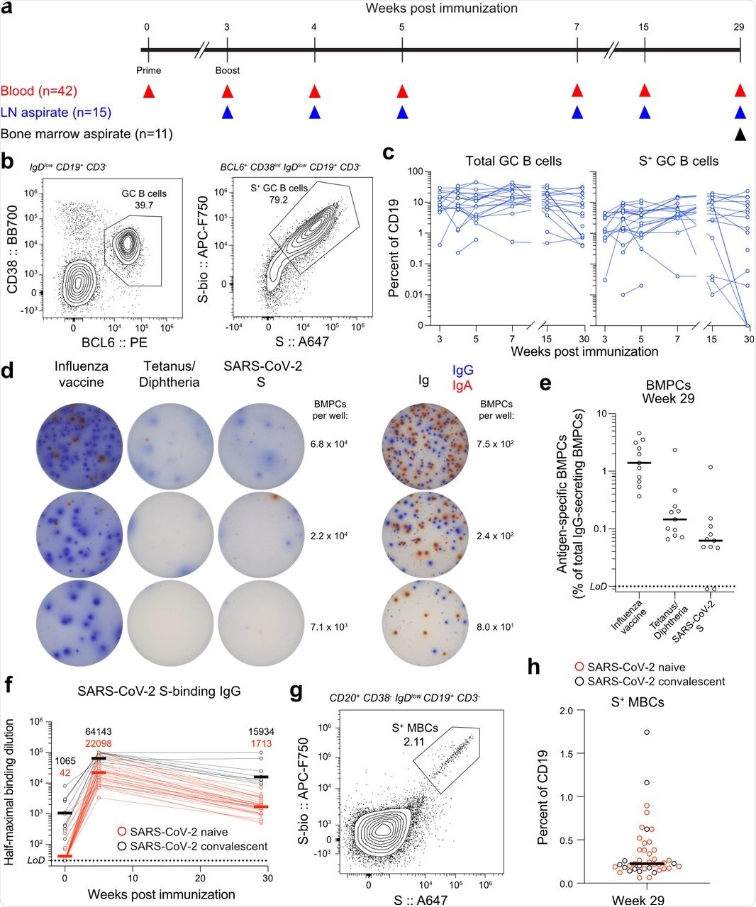 Persistence of humoral immune responses to SARS-CoV-2 mRNA vaccination. a, Study design. Forty-three healthy adult volunteers (13 with a history of SARS-CoV-2 infection) were enrolled, followed by BNT162b2 mRNA SARS-CoV-2 vaccination. Blood (n=42) was collected before immunization, and at 3, 4, 5, 7, 15, and 29 weeks after primary immunization. For 15 participants without a history of SARS-CoV-2 infection, aspirates of ipsilateral axillary lymph nodes were collected at 3, 4, 5, 7, 15, and 29 weeks after primary vaccination. For 11 participants without a history of SARS-CoV-2 infection, aspirates of bone marrow were collected at 29 weeks after primary vaccination. b, Representative flow cytometry plots of GC B cells (CD19+ CD3− IgDlow BCL6+ CD38int live singlet lymphocytes) and SARS-CoV-2 S staining on GC B cells in draining lymph nodes 29 weeks post-vaccination. c, Kinetics of total (left) and S+ GC B cells (right) as gated in b. d, Representative ELISpot wells coated with the indicated antigens or anti-immunoglobulin and developed in blue and red for IgG and IgA, respectively, after plating the indicated numbers of magnetically enriched BMPCs. e, Frequencies of BMPCs secreting IgG antibodies specific for the indicated antigens 29 weeks after vaccination. f, Plasma IgG titers against SARS-CoV-2 S measured by ELISA in participants without (red) and with (black) a history of SARS-CoV-2 infection. Horizontal lines indicate geometric means, also shown above time points. Results are from one experiment performed in duplicate. g, Representative flow cytometry plot of SARS-CoV-2 S staining on MBCs (CD20+ CD38− IgDlow CD19+ CD3− live singlet lymphocytes) in blood 29 weeks after primary vaccination. h, Frequencies of S+ MBCs in participants without (red) and with (black) a history of SARS-CoV-2 infection as gated in g. Horizontal lines indicate median values in e and h. Dotted lines indicate limits of detection in e and f. Symbols at each time point represent one sample in c (n=15), e (n=11), f (n=38), and h (n=42).