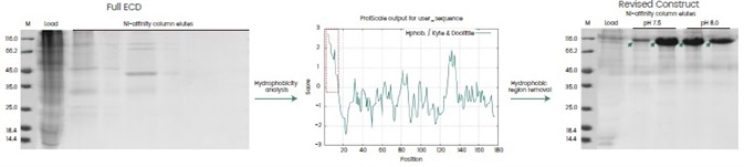 Case study—removal of a hydrophobic region in the protein sequence to enhance protein expression.