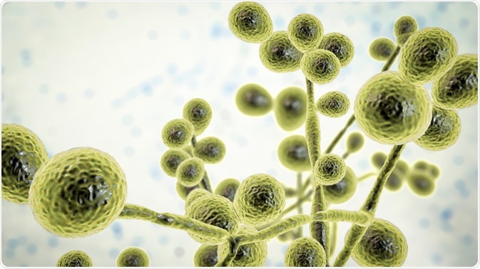 Candida fungi