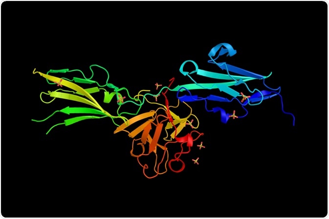 fibroblast growth factor receptor 2