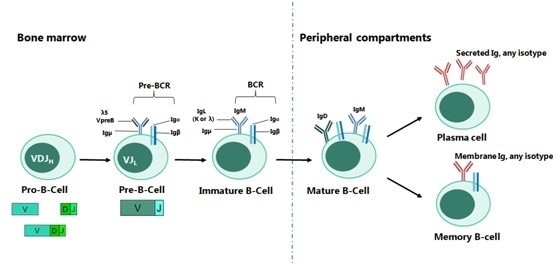 The Main Stages of B-cell Development.