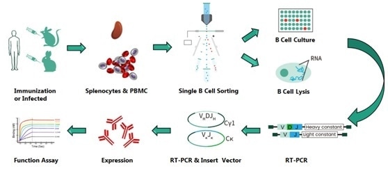 Workflow of Sino Biological’s Single B-Cell Antibody Discovery Platform.