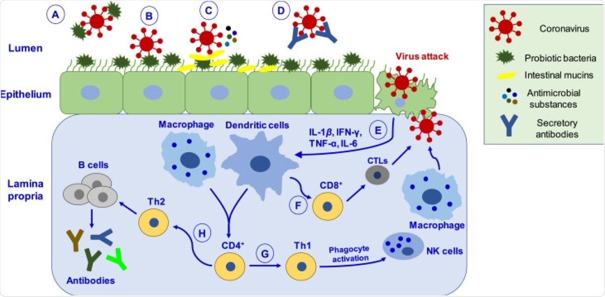 Schematic depiction of putative mechanisms by which probiotics may help manage coronavirus infection. ( A ) Probiotic bacteria can hinder the adsorption process via directly binding to the virus and inhibiting entry into epithelial cells. ( B ) Binding of probiotic bacteria to the epithelial surface can cause steric hindrance and block the virus’s attachment to the host cell receptor. ( C ) Probiotic bacteria releases antimicrobial substances (such as bacteriocins, biosurfactants, lactic acid, hydrogen peroxide, nitric oxide, organic acids) and intestinal mucins from mucosal cells, which can effectively inhibit virus proliferation. ( D ) Virus neutralized by secretory antibodies like IgA. ( E ) Upon virus attack in epithelial cells, probiotics mediate their antiviral effects by eliciting immune responses by activating macrophages and dendritic cells. ( F ) Activation of immune response leads to differentiating CD8 + T lymphocytes into CTLs, capable of destroying virus-infected cells. ( G ) CD4 + T lymphocytes cells differentiate into Th1, which activates phagocytosis through NK cells and macrophages, promoting pathogen killing. ( H ) CD4 + cells differentiate into Th2 cells, which induce B-cells’ proliferation that produces antibodies like IgA, IgG, and IgM. CTLs, cytotoxic T-lymphocytes; Th1, T-helper cells type 1.