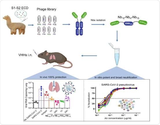 Nb15-NbH-Nb15, with a novel heterotrimeric bispecific configuration, exhibited potent and broad neutralization potency against SARS-CoV-2 in vitro and provided in vivo protection against SARS-CoV-2 infection in hACE2 transgenic mice via intranasal delivery.