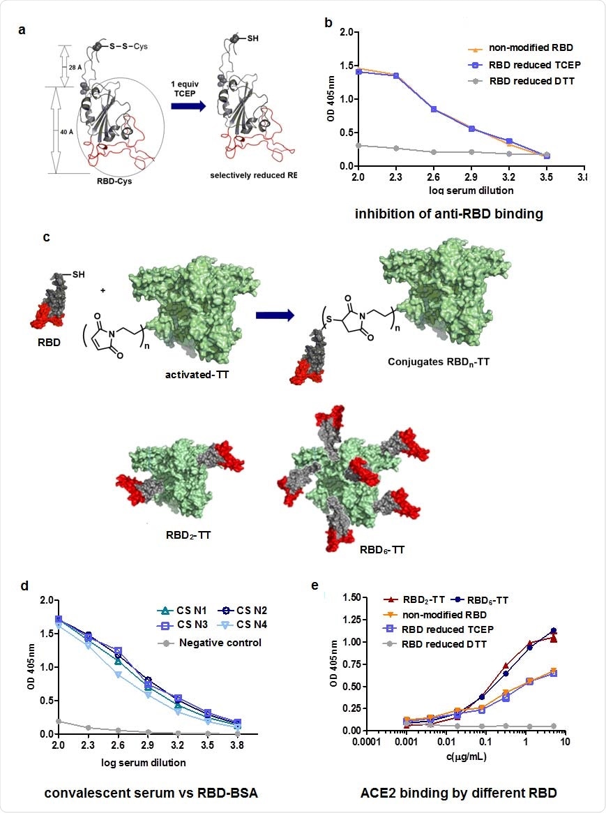 Synthesis of RBD-TT conjugates. a. Reduction by use of TCEP b. Inhibition of anti- RBD binding by reduced RBD, using CS. c. Conjugation of RBD with TT and representation of RBD2-TT and RBD6-TT. d. Recognition of RBD-BSA conjugates by convalescent serum (CS),