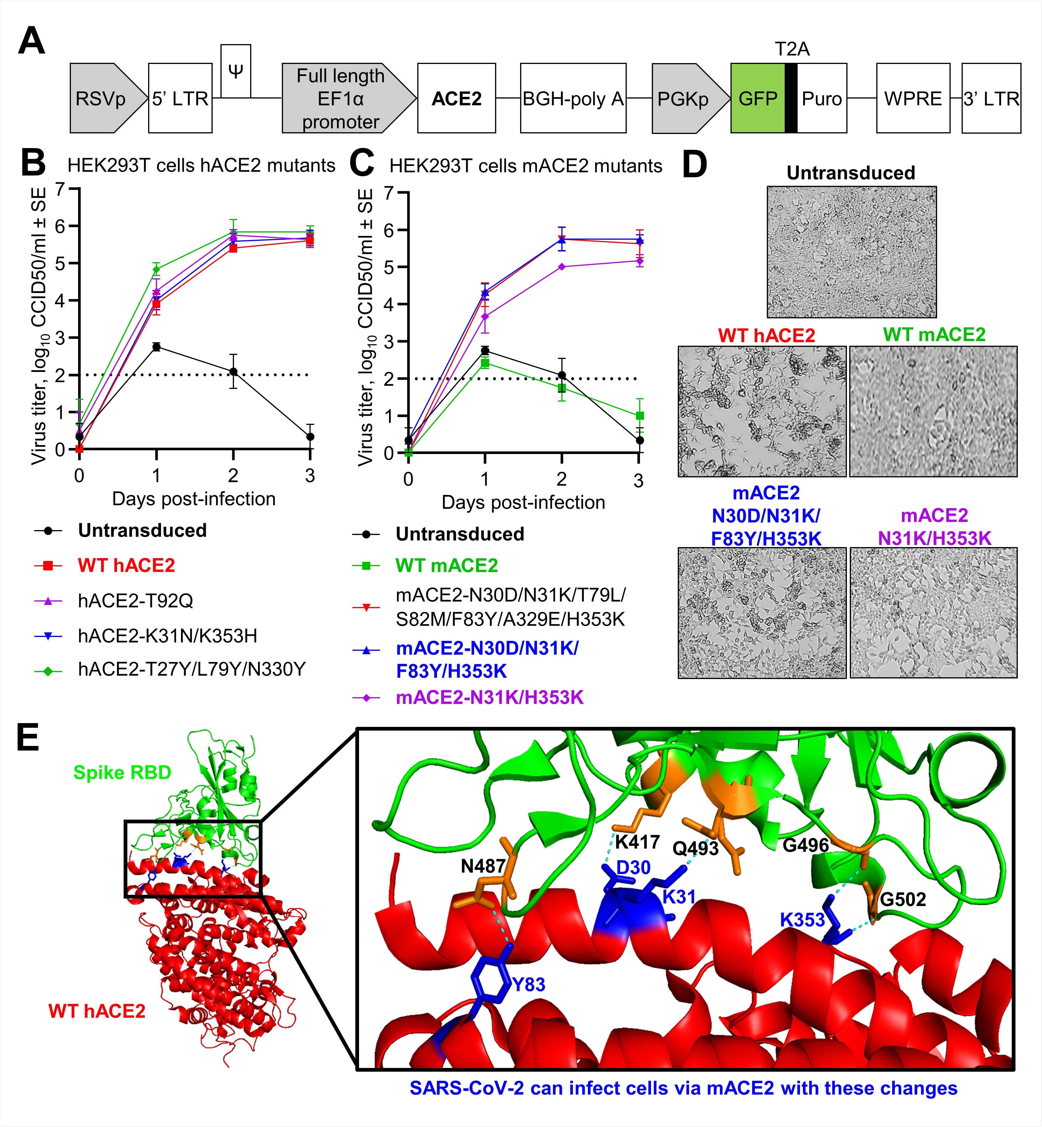 Mutational analyses of human and mouse ACE2 using ACE2-lentiviruses in vitro. A) Schematic of pCDH-EF1α-ACE2-BGH-PGK-GFP-T2A-Puro lentiviral vector. B-C) Growth kinetics of SARS-CoV-2 over a three day time course in HEK293T cells transduced with WT or mutant hACE2 (B) or mACE2 (C) infected at