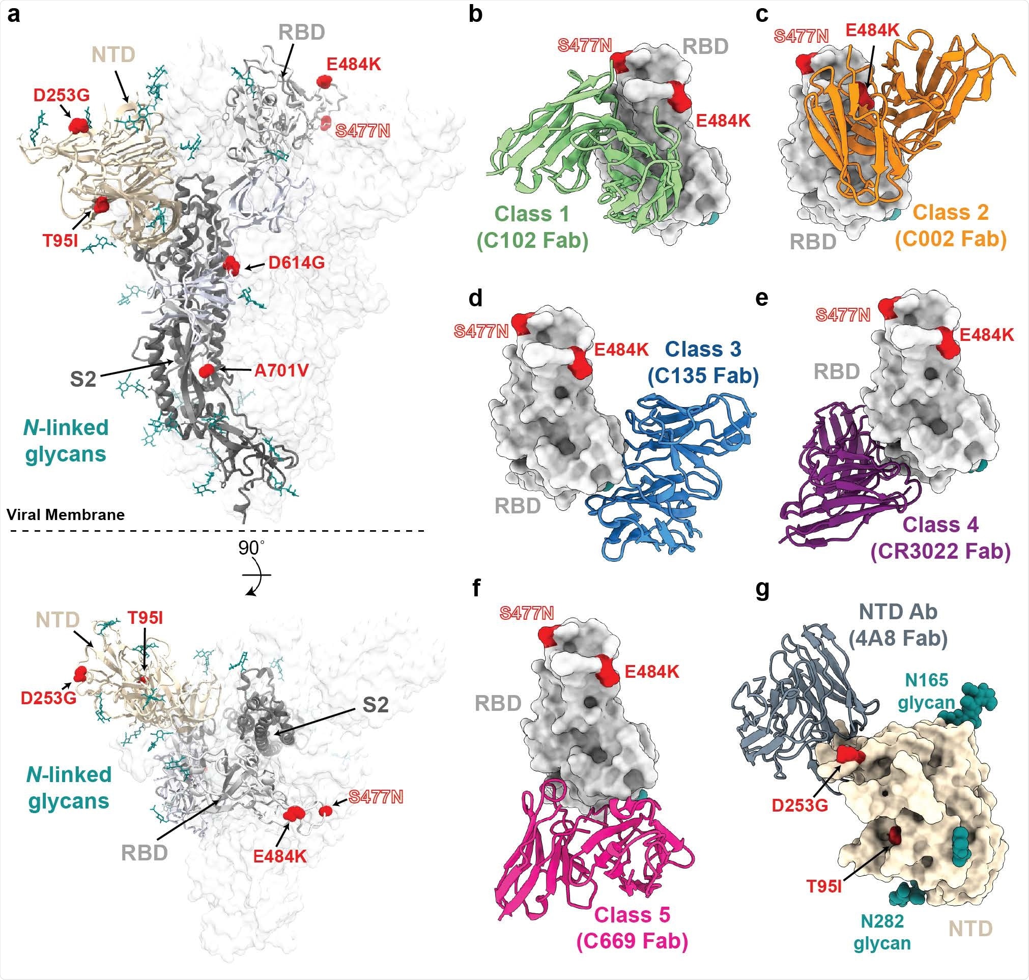 Structural locations of the spike mutations of lineage B.1.526.
