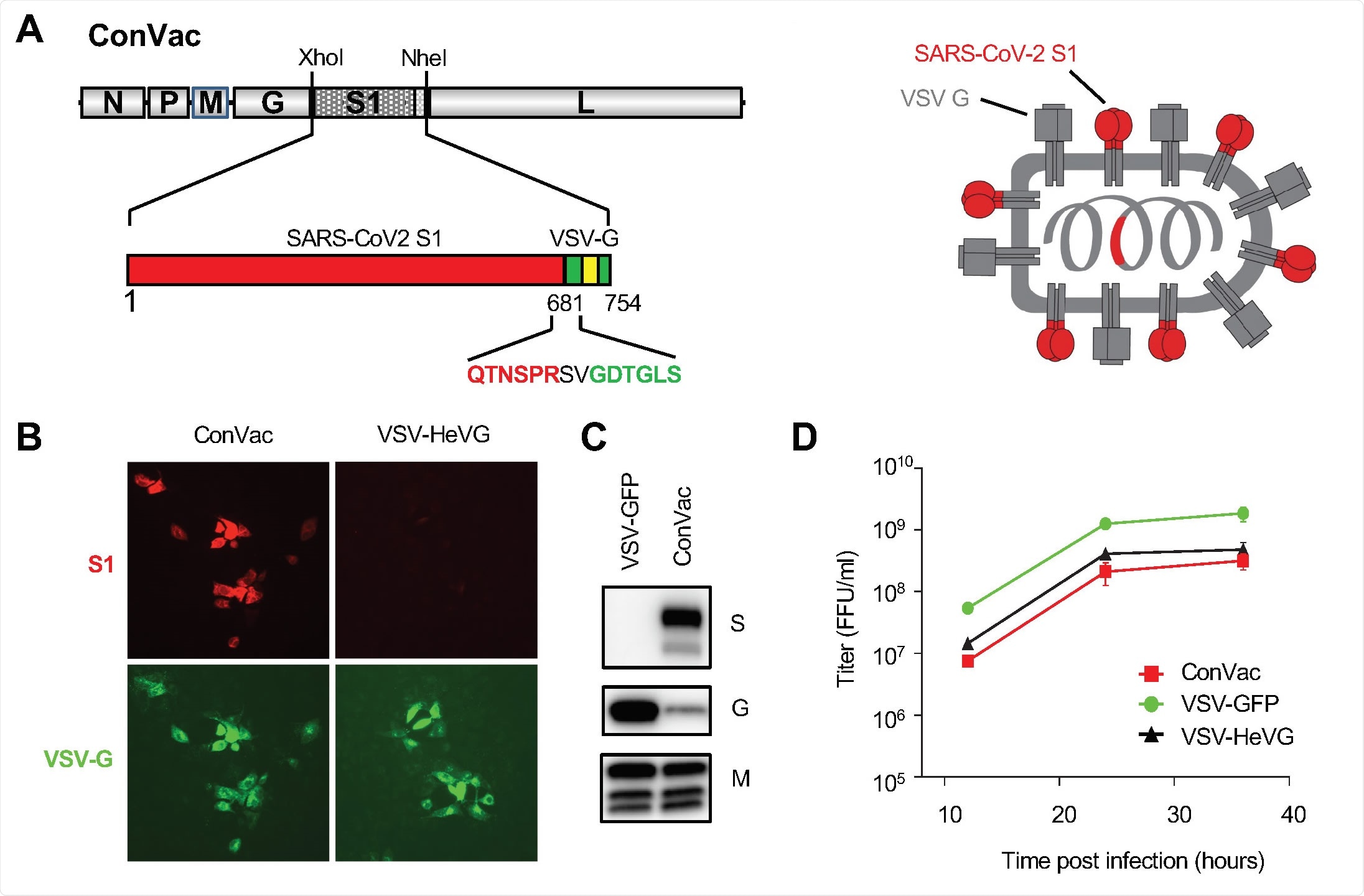 Generation and characterization of ConVac. (A) Left: genome structure of the VSV vector expressing the membrane anchored SARS-CoV2 S1 domain. The S1 domain of SARS-CoV2 spike protein (aa 1-681) was joined to the Cterminal 70 amino acids of the VSV glycoprotein. The fusion construct was inserted between the glycoprotein and polymerase genes of VSV. The S1 domain is shown in red and the VSV G tail in green. The transmembrane domain of the VSV glycoprotein is indicated by a yellow box. The amino acids at the junction between S1 and VSV glycoprotein are highlighted. Right: schematic representation of the vaccine construct which shows the two transmembrane proteins anchored in the membrane. (B) Immunofluorescence staining of Vero E6 cells infected with ConVac and a control virus expressing Hendra virus G (VSV-HeVG). The cells were fixed and permeabilized 10 hours after infection and stained with fluorescently labeled monoclonal antibody CR3022 against the S1 domain (shown in red) and two monoclonal antibodies against the VSV glycoprotein (shown in green). (C) Western blot analysis of BSR cells infected with Convac and a control VSV virus expressing GFP. Protein lysates were resolved on 4-20% polyacrylamide gradient gels and transferred to nitrocellulose membranes. The membranes were probed with polyclonal antiserum against the S1 domain (upper panel), monoclonal antibodies against the VSV glycoprotein (middle panel) and a monoclonal antibody against the VSV matrix protein (lower panel). VSV glycoprotein expression was significantly reduced in cells infected with ConVac whereas matrix protein expression was only modestly affected. (D) Viral growth curve on Vero cells. The cells were infected at an MOI of 0.05 PFU with ConVac, or VSV expressing GFP or another control virus expressing Hendra virus glycoprotein. Supernatants were collected 12, 24, and 36 hours post infection and titrated on Vero E6 cells.