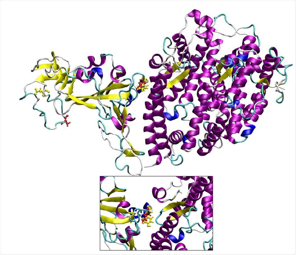 Three dimensional structure the spike protein:hACE-2 complex. The residues that are mutated in B.1.1.7 variant are shown in yellow color.