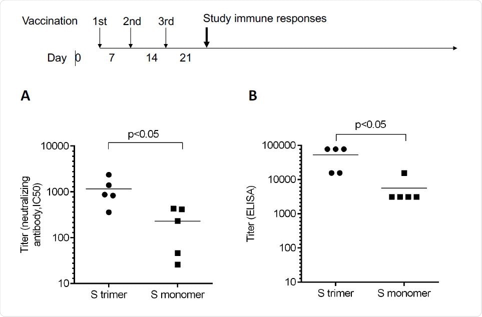 Antibody titers measured by neutralizing assays and ELISA. Mice were immunized by Spike trimer or monomer proteins containing PIKA adjuvant by a 0-7-14 day schedule. A. The neutralizing titer as measured by pseudo-virus with monoclonal antibodies 40592-MM57 and 40591-MM43 as control (with IC50 at 1 μg/ml). B. Antibody titer as measured by ELISA using plate-bound trimeric Spike protein.
