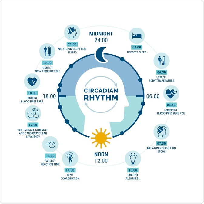 circadian rhythm