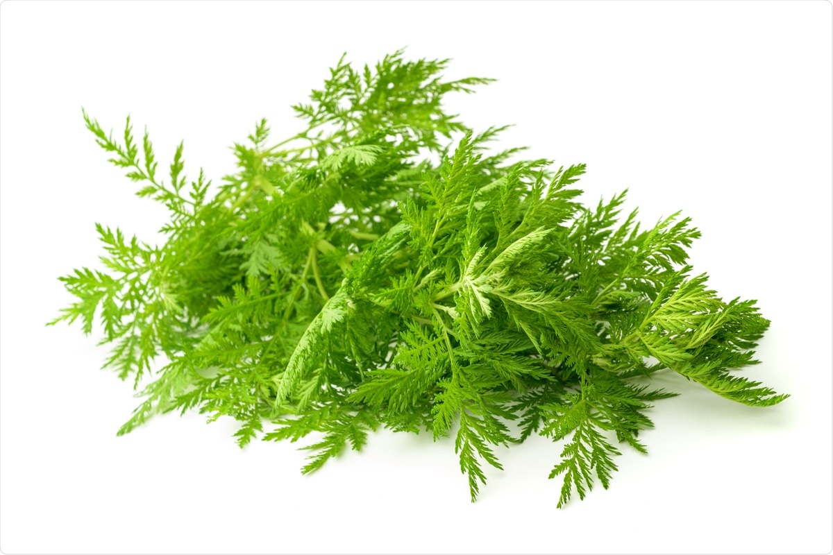 Study: In vitro efficacy of Artemisia extracts against SARS-CoV-2. Image Credit: Scisetti Alfio / Shutterstock Background