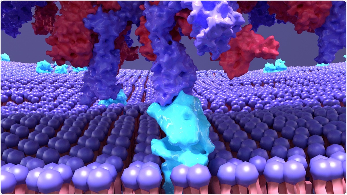 Study: Multiple Sites on SARS-CoV-2 Spike Protein are Susceptible to Proteolysis by Cathepsins B, K, L, S, and V. Image Credit: Design_Cells / Shutterstock